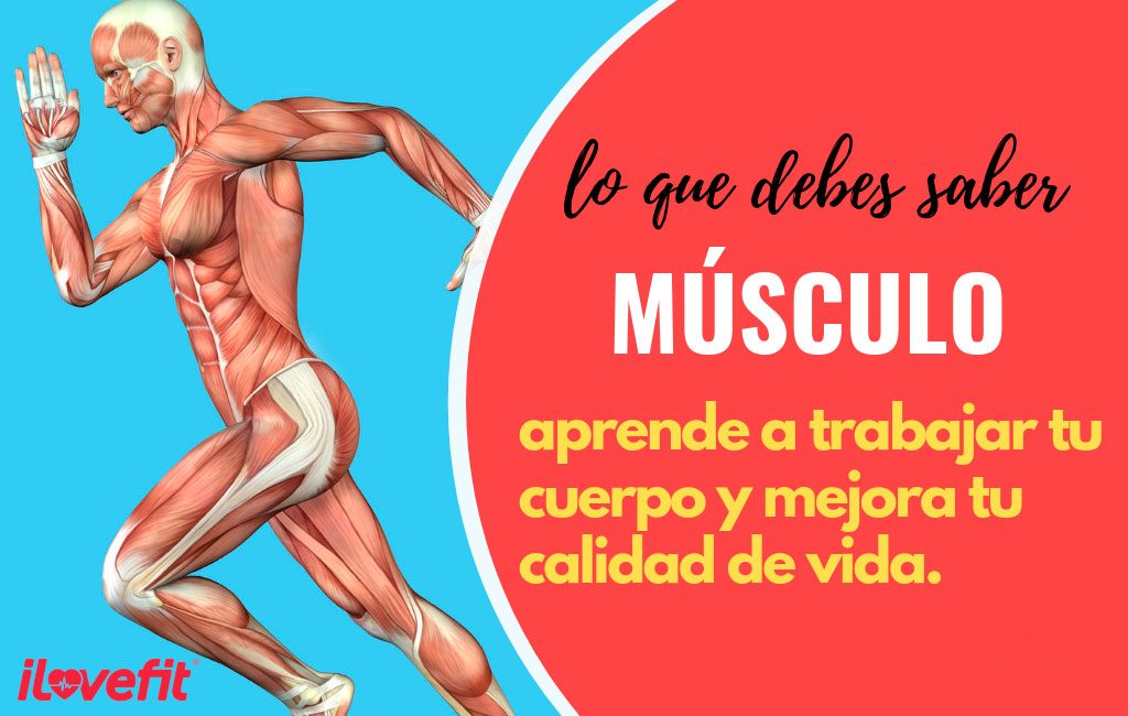 Imagen seccion musculación, trabaja tu cuerpo con ilovefit