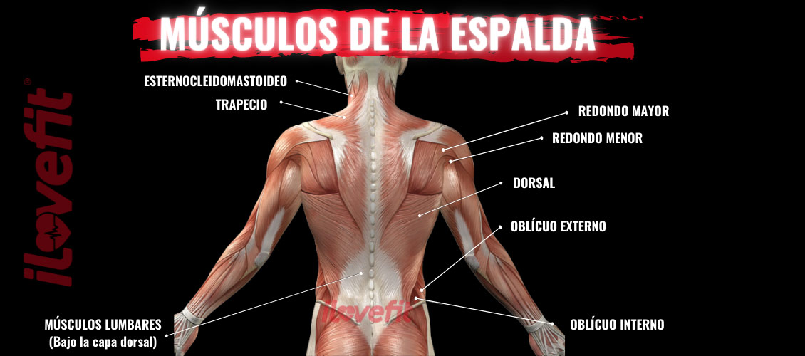 Músculos de la espalda
